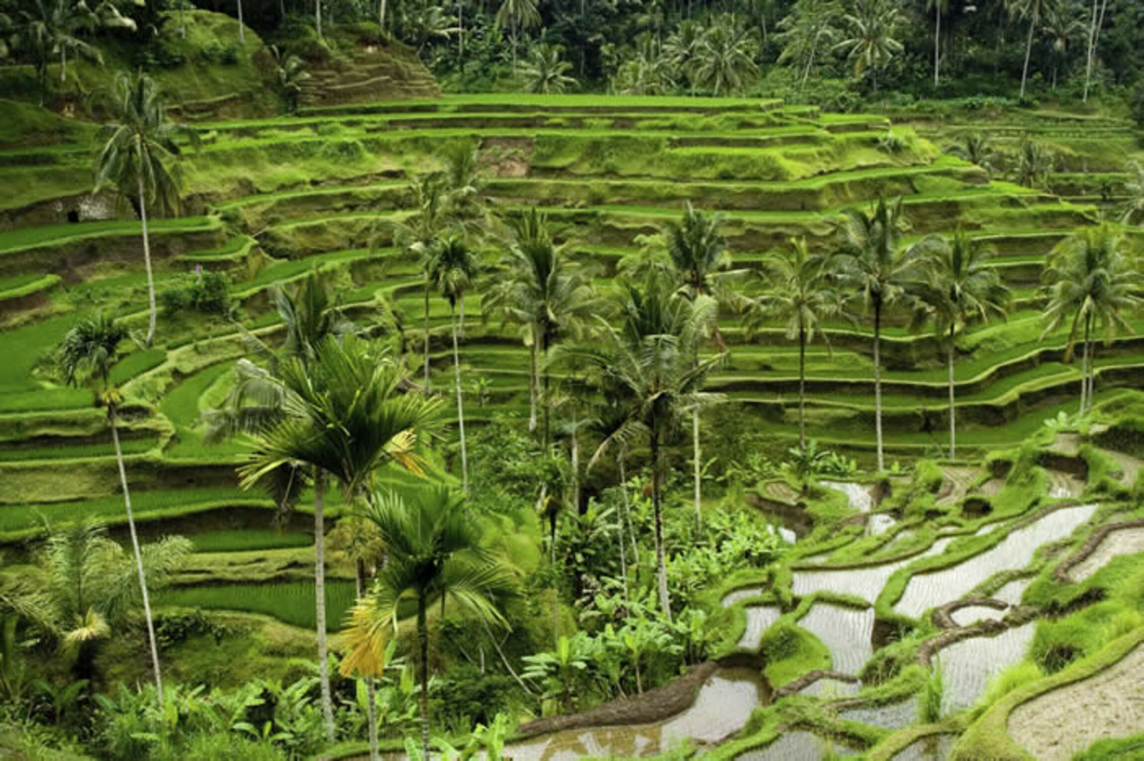 bali_tauchen_tauchreisen_reisfeld
